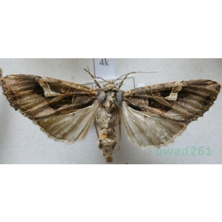 Trigonophora flammea (Esper, 1785) Italy4k